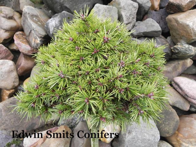 Pinus sylvestris 'Oden'